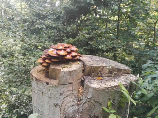 Naturmythenpfad in Braunlage