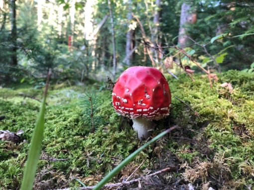 Zur sagenumwobenen Rosstrappe in Thale